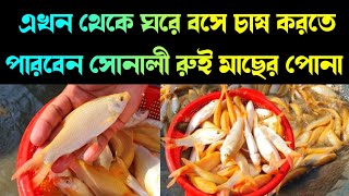 Sonali Rui Machera | এখন থেকে ঘরে বসে চাষ করতে পারবেন সোনালী রুই মাছের পোনা | fishmelabd