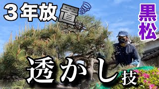 【黒松の剪定】３年放置したごちゃごちゃの枝を綺麗に透かす方法【春】