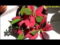 46.How grow Poinsettia  from cuttings(with result update)