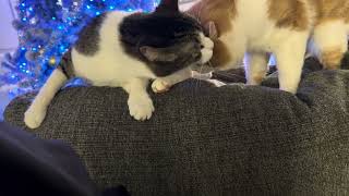 Gay cat