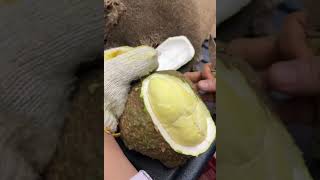 没刺？第一次见，自我牺牲一下寄回给我替你尝尝看有没有毒创 #durian #榴莲