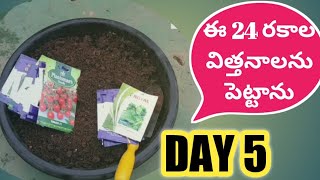 Day 5 || ఈ సీజన్ కి పెట్టిన విత్తనాలు || New Seeds | Rainy season seeds || monsoon gardening work