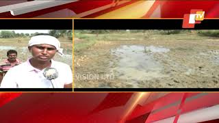 Acres Of Paddy Crop Damaged Due To Floods In Subarnapur District