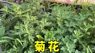 菊花秋季想開花，切記“2點”要做好，否則一個花苞也不長【養花匠小齊】