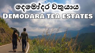 Demodara | දෙමෝදර | Namunukula | Uva Province | Sri Lanka | Tea Estates | Our Journeys