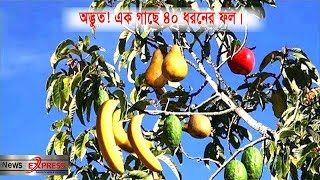 ▻ অদ্ভুত!  এক গাছে ৪০ ধরনের ফল। Amazing! 40 types of fruit on one tree.