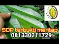 DEWAne Duren Beraksi - SOP Kita Terbukti Mantap, Daun Hijau Pekat, Cabang Pohon Banyak 💯