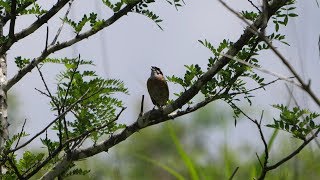 北富士演習場のホオジロ（雄）の地鳴き　その１（4K60P動画）