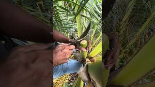 Toddy tapping Maldives#toddypalm #maldives