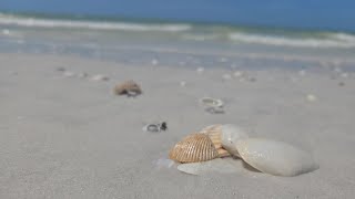 Fort De Soto Park, St. Petersburg FL