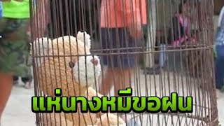 แห่ตุ๊กตาหมีเป็นนางแมวขอฝน | 04-09-61 | ข่าวเช้าไทยรัฐ