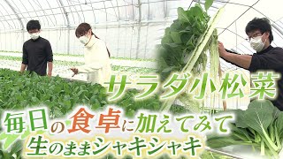 生でシャキシャキ！徳島産のサラダ小松菜【テレビトクシマ】