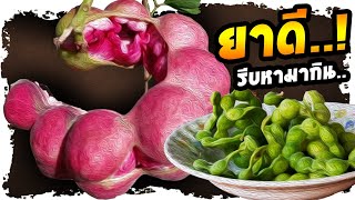 กินด่วน..!!  หลังกินมะขามเทศ อาการเหล่านี้กลับดีขึ้น ดีจนต้องแชร์ | Nava DIY