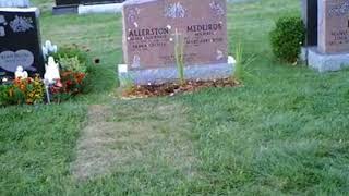 Cemetery thief caught on camera