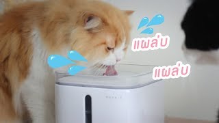 Theycallmemeaow | น้ำพุแผล่บๆ