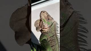 Large Adult Female Antillean Lesser Iguana