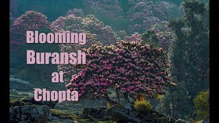 Blooming Buransh at Chopta