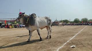 nalluri Rambabu gari bulls court entry....in Akulaganpavaram