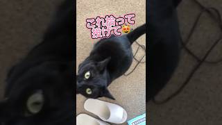 「遊んでぇーー❤️」とめちゃ甘えん坊な猫【天才お喋り猫】 #しゃべる猫