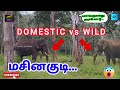 👉PART - 3 OF 5😍யார் பெருசுன்னு அடிச்சி காட்டு 💪Domestic vs Wild Elephant😳  MUDHUMALAI to MASINAKUDY