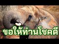 ฝันเห็นงาช้าง ทำนายฝัน เลขนำโชค