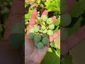 growing grapes in backyard 🍇🌿