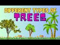 Learn about different types of Trees || Types of trees || Trees for kids || Kids Education Videos