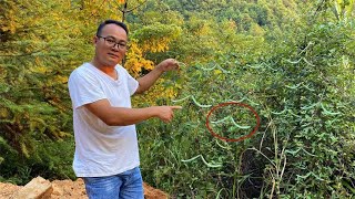 路边发现一株罕见植物，满枝的果实像豆角，连80岁老爷爷都没见过