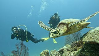 沖縄ダイビングサービス潜水屋　慶良間　アリガーケーブル、唐馬NO.2、アリガー南