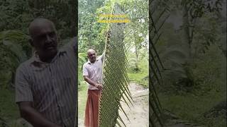 #coconut tree leaf weaving, ഓല മെടയൽ ഇത്രയും ഭംഗിയിൽ,#shorts,#youtube,#leaf,#palm tree lead weaving