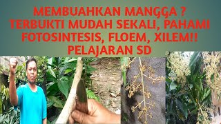 cara membuahkan mangga dengan cepat terbukti berhasil