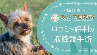 仙台の動物病院で腹腔鏡手術が口コミで評判のあしだて動物病院