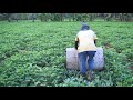 Role Of Drum Rolling In Groundnut | Farming Inspirations