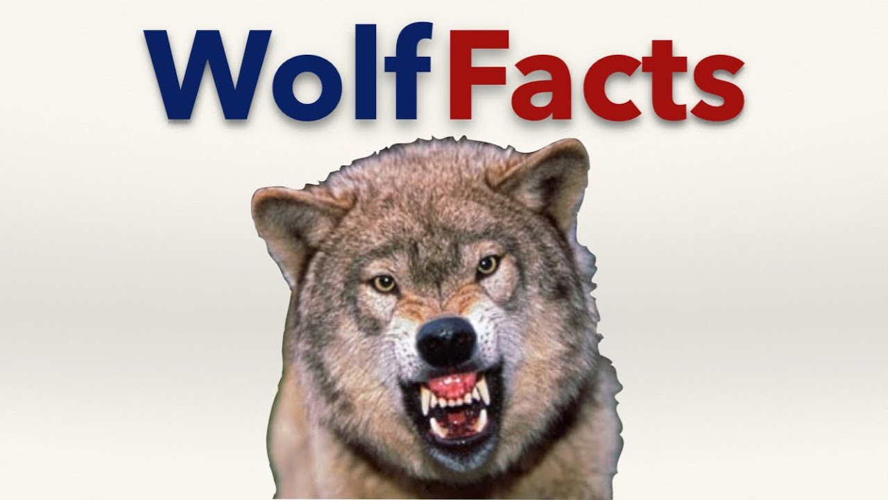 10 Interesting Facts About Wolf