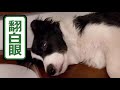 沙雕边牧宝宝睡觉全程都在翻白眼~到底是梦到了什么哈哈哈哈—border collie mia