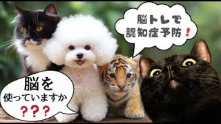 【アハ体験】脳トレ｜どこかがゆっくり変化する！認知症予防｜可愛い猫ちゃんワンちゃんと｜どこかが変化｜無料で楽しいクイズ｜集中力と観察力0116