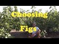 Choosing Fig Varieties in AZ