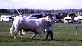 how show charolais cattle