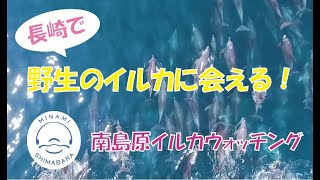 【野生のイルカに逢える海】南島原イルカウォッチング