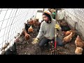 Chicken Compost - Always Evolving