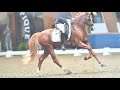 coelenhage s las vegas fei dressage pony