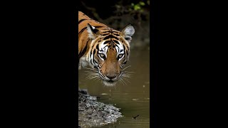 Знакомимся ближе с нашим тигром 🐅 Смотрите на нашем ютуб канале FCBATETV