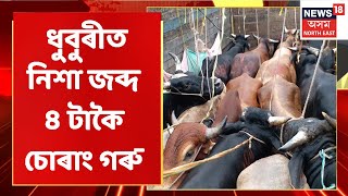 Dhuburi | ধুবুৰীত নিশা জব্দ ৪ টাকৈ চোৰাং গৰু