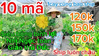 13-11-2024 ☎️0987353953 DUNG 🌴mai ghép chơi Tết giá rẻ 1 cay cũng bao ship mong cả nhà ủng hộ