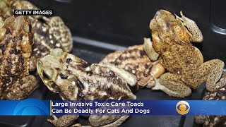 Large, Invasive Toxic Cane Toads Enjoy Summer Nights In South Florida \u0026 Threaten Your Pets