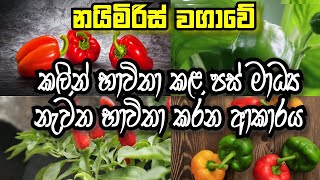 නයිමිරිස් වගාවෙි කළින් වගාකළ පස් මාධ්‍ය නැවත භාවිතා කරන ආකාරය | Nai miris Wagawa | Agri School