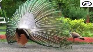 Peacock mating female peacock મોર મોરની (ઢેલ)  સમાગમ