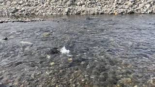 【北海道】鮭の群れが川を登る