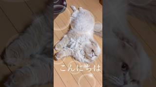 寝室で楽しそうにストーカするスコティッシュフォールド #ねこのいる暮らし #ねこ #ねこ好き #スコティッシュフォールド #ねこのいる生活 #猫好きさんと繋がりたい#ペット