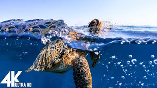 3 HRS of 4K Turtle Paradise - Undersea Nature Relaxation Film + Piano Music by Relaxing The Soul
